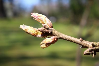 Quercus dentata - dub zubatý - jarní pučení